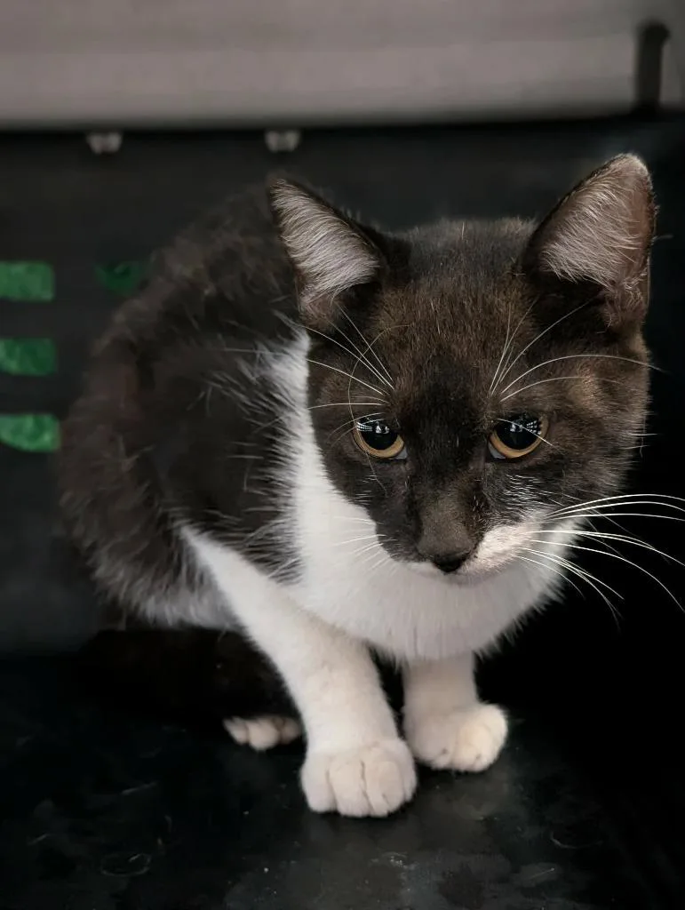 A young medium-sized male Domestic Short Hair cat named Here Everythings Better for adoption in New Braunfels, TX