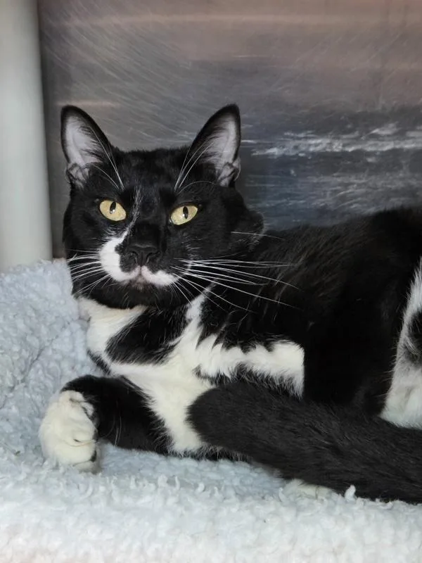 An adult medium-sized male Domestic Short Hair cat named Ethan for adoption in Millersville, MD