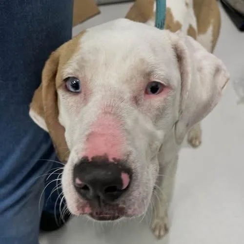 A young medium-sized female White / Cream Mixed Breed dog named Dreama for adoption in Jeffersonville, IN