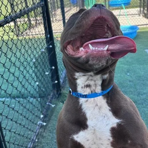 A young medium-sized male Brown / Chocolate Mixed Breed dog named Chocolate Crunch for adoption in Memphis, TN