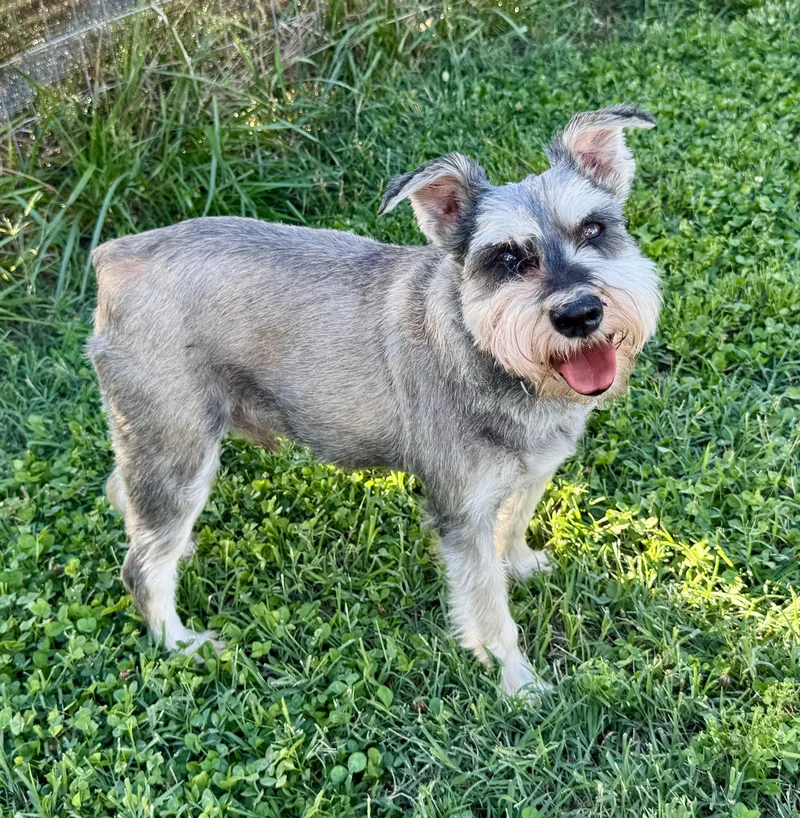 A senior small-sized male Gray / Blue / Silver Schnauzer dog named Micah for adoption in Maiden, NC
