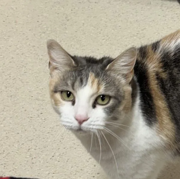 An adult small-sized female Domestic Short Hair cat named Cleo for adoption in Sherwood, OR