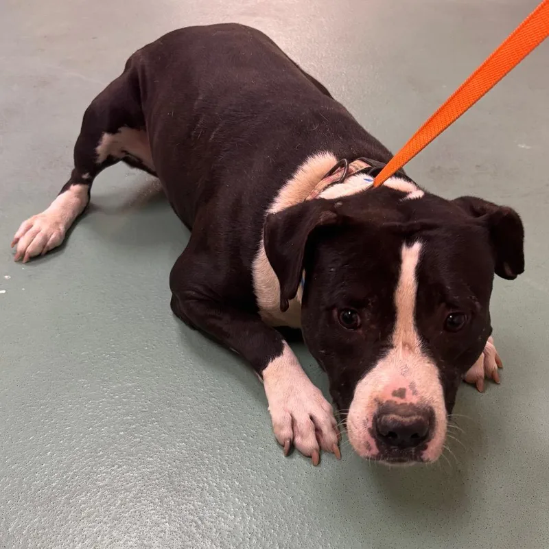 An adult medium-sized male White / Cream Mixed Breed dog named Oreo for adoption in Memphis, TN
