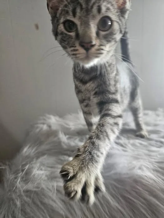 A young medium-sized female Tabby (Brown / Chocolate) Domestic Short Hair cat named Sanders for adoption in Reading, PA