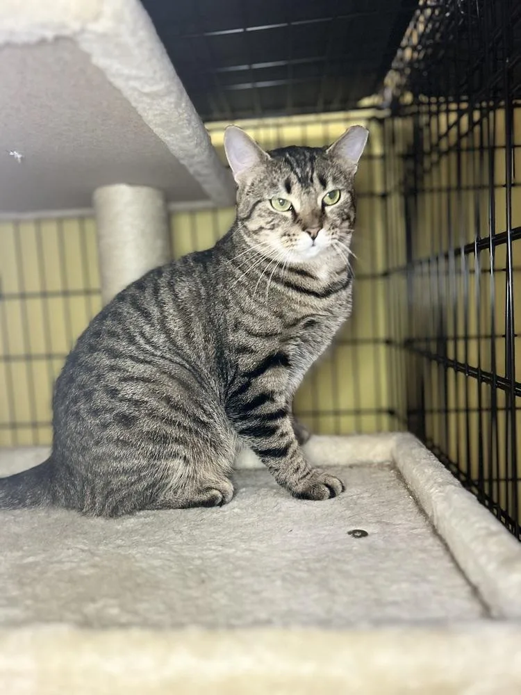 A young small-sized female Domestic Short Hair cat named Mimi for adoption in Temperance, MI
