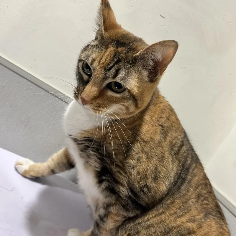 A senior large-sized female Orange / Red Domestic Short Hair cat named Cookie for adoption in Tampa, FL