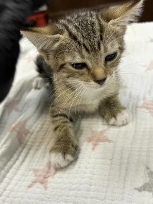 A baby small-sized female Domestic Short Hair cat named Susie for adoption in Largo, FL