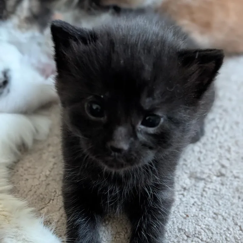 A baby small-sized male Black Domestic Short Hair cat named Ewing for adoption in Chaska, MN