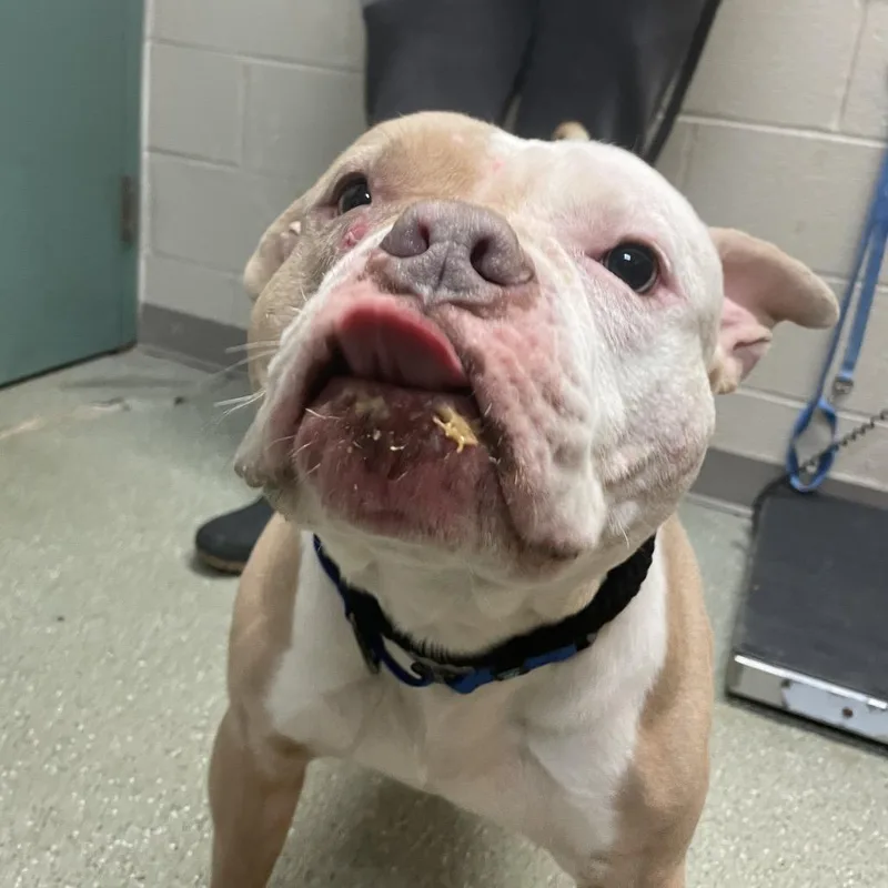 An adult medium-sized male Yellow / Tan / Blond / Fawn Pit Bull Terrier dog named Chunky for adoption in Newark, DE
