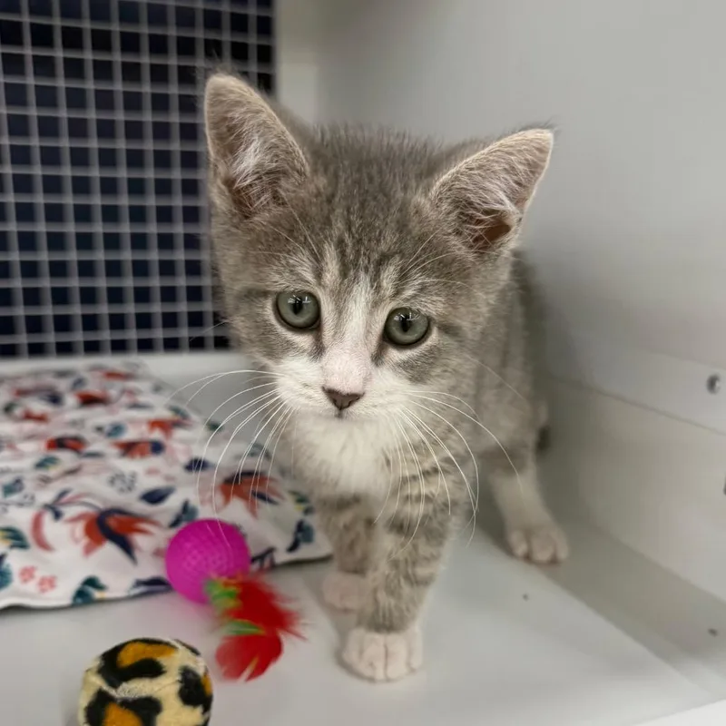 A baby small-sized male Gray / Blue / Silver Domestic Short Hair cat named Twig for adoption in Danbury, CT