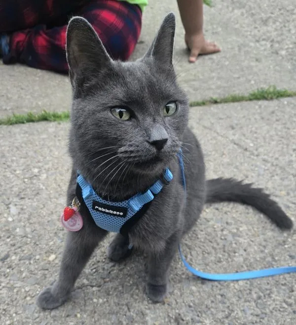 An adult medium-sized female Domestic Short Hair cat named Luna for adoption in Staten Island, NY