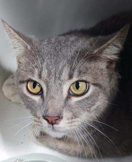 An adult medium-sized male Domestic Short Hair cat named Jules for adoption in West Memphis, AR