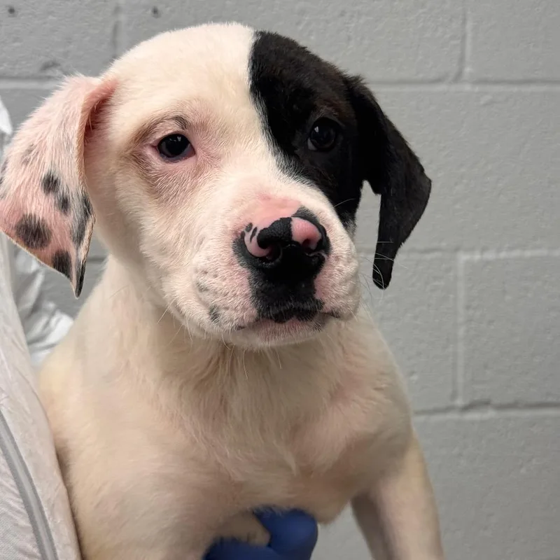 A young small-sized male White / Cream Mixed Breed dog named Po for adoption in Birdsboro, PA