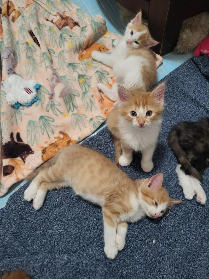 A baby small-sized male Domestic Medium Hair cat named Astarion for adoption in Milwaukee, WI