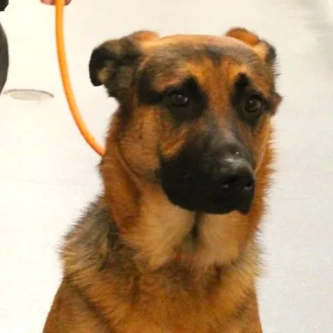 An adult medium-sized male Sable German Shepherd Dog dog named 26-00503 for adoption in Fredericksburg, VA