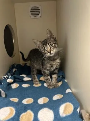 A baby small-sized female Domestic Short Hair cat named Rio for adoption in Pequot Lakes, MN