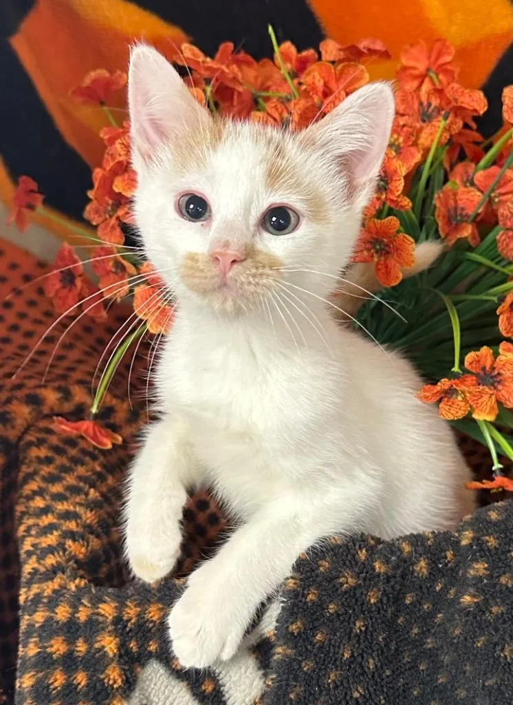 A baby small-sized male Domestic Short Hair cat named Liberty for adoption in Stillwater, OK