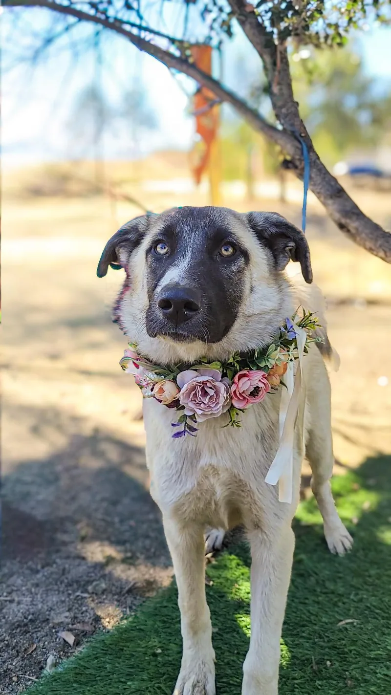 A baby large-sized female Labrador Retriever dog named Davy for adoption in Anza, CA