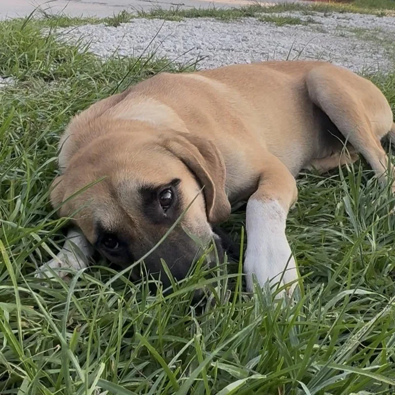 A young medium-sized female Yellow / Tan / Blond / Fawn Anatolian Shepherd dog named Hope for adoption in Indiantown, FL