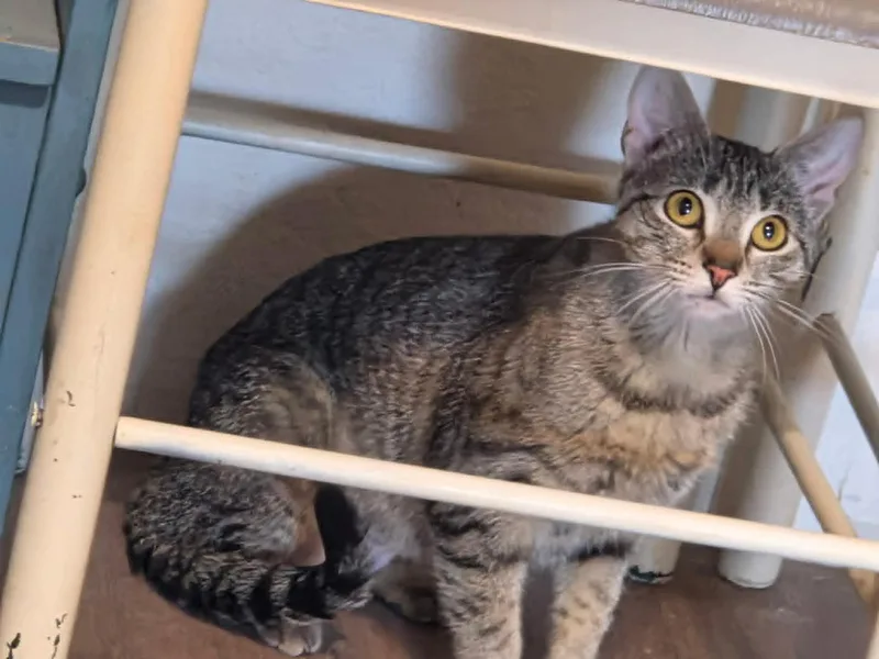 A young medium-sized female Tabby (Gray / Blue / Silver) Domestic Short Hair cat named Apple Jax for adoption in Tehachapi, CA