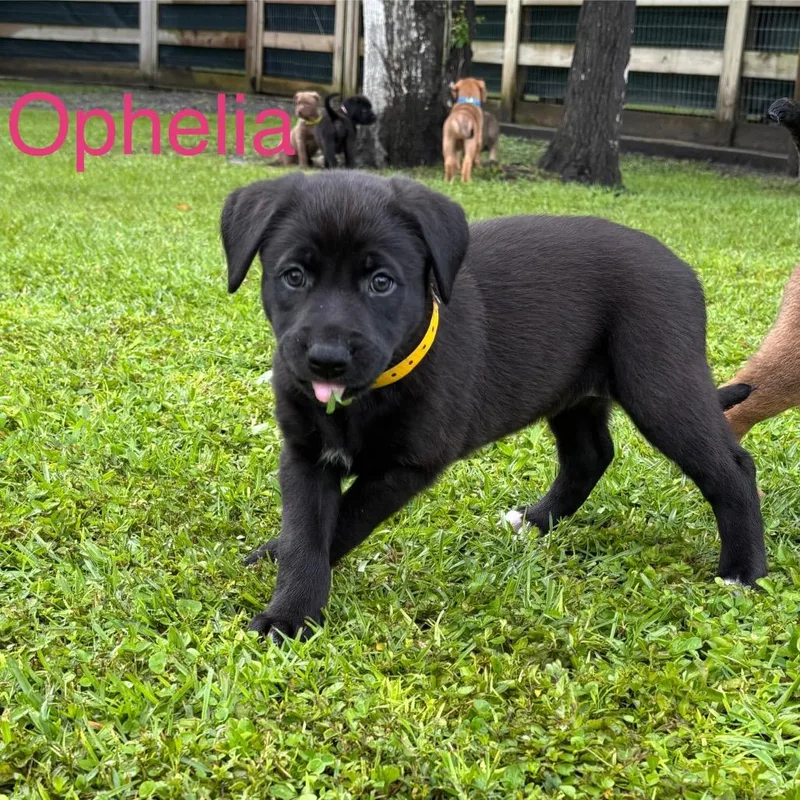 A baby medium-sized female Black Labrador Retriever dog named Ophelia for adoption in Wellington, FL