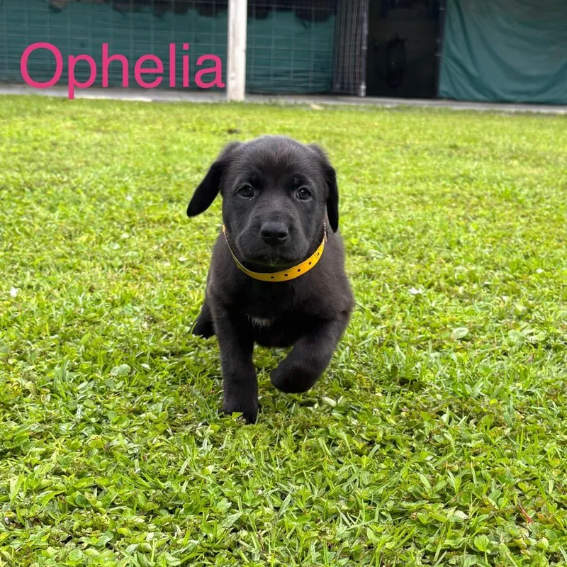 Ophelia thumbnail 4
