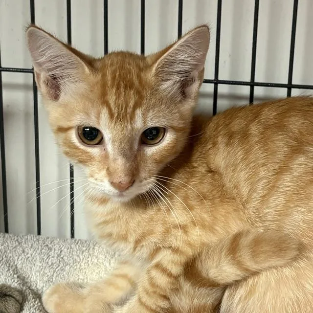 A young medium-sized male Tabby (Orange / Red) Tabby cat named Dorito for adoption in Porter, TX