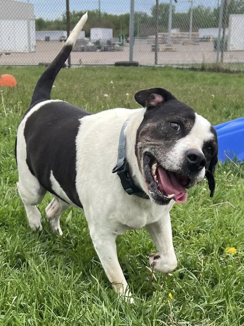 An adult medium-sized male Mixed Breed dog named Hay for adoption in Davenport, IA