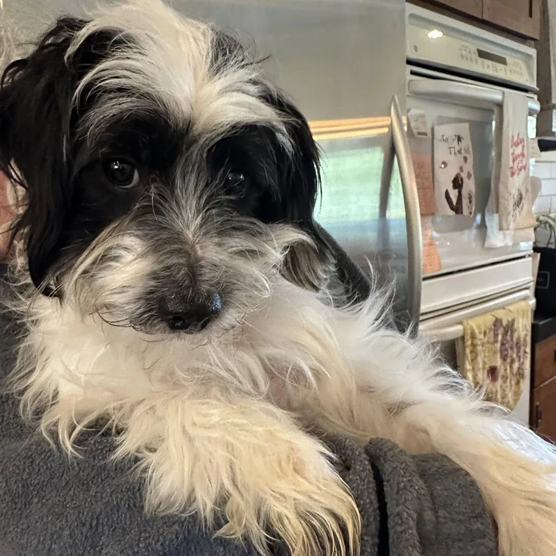 An adult small-sized male White / Cream Shih poo dog named Ace for adoption in Agua Dulce, CA