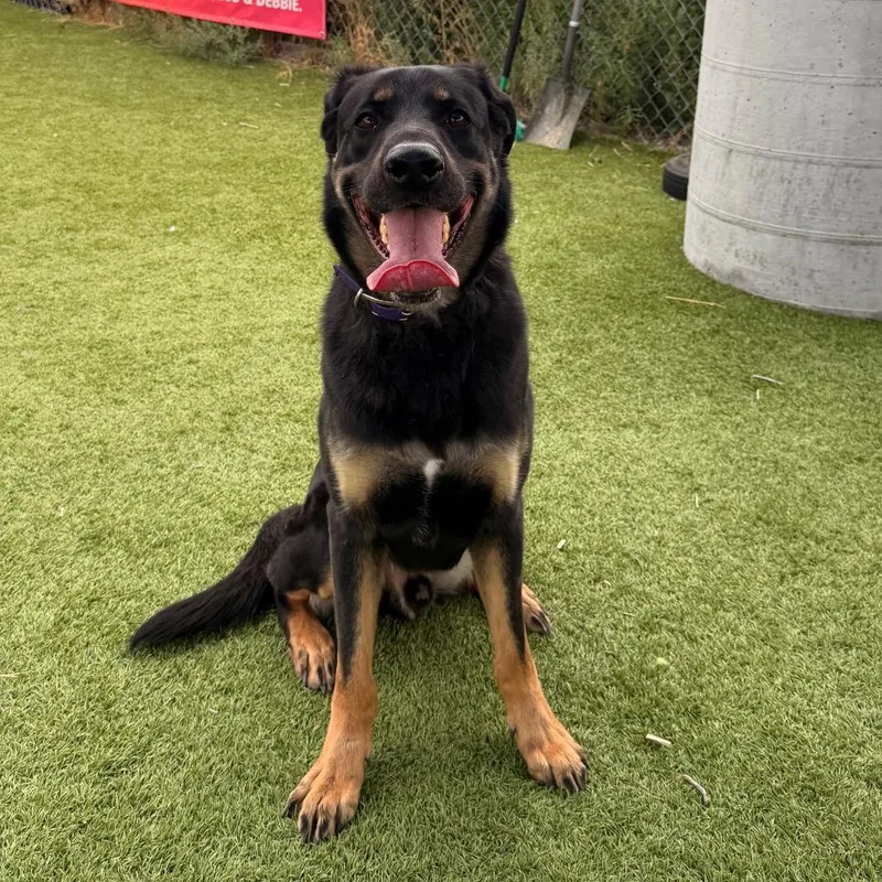 An adult large-sized male Black German Shepherd Dog dog named Doug for adoption in Idaho Falls, ID