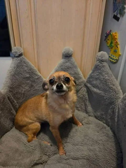 An adult small-sized male Chihuahua dog named Peanut for adoption in Newport, KY
