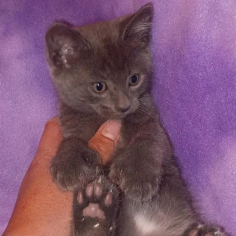 A baby small-sized male Gray / Blue / Silver Domestic Short Hair cat named Petrie for adoption in Nampa, ID