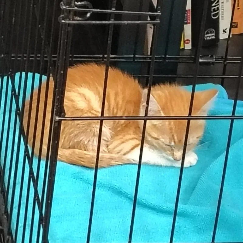 A baby medium-sized female Tabby (Orange / Red) Domestic Short Hair cat named Calamine for adoption in Beulaville, NC