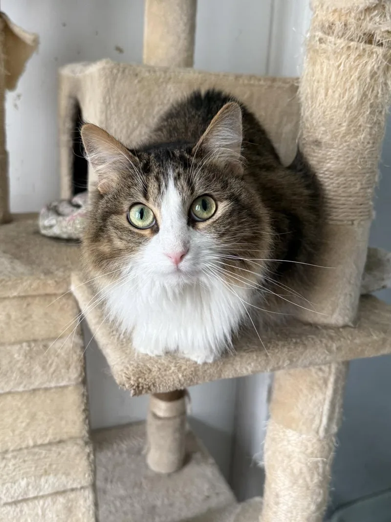 An adult medium-sized female Tabby (Buff / Tan / Fawn) Domestic Short Hair cat named Miss Spunky for adoption in Shreveport, LA