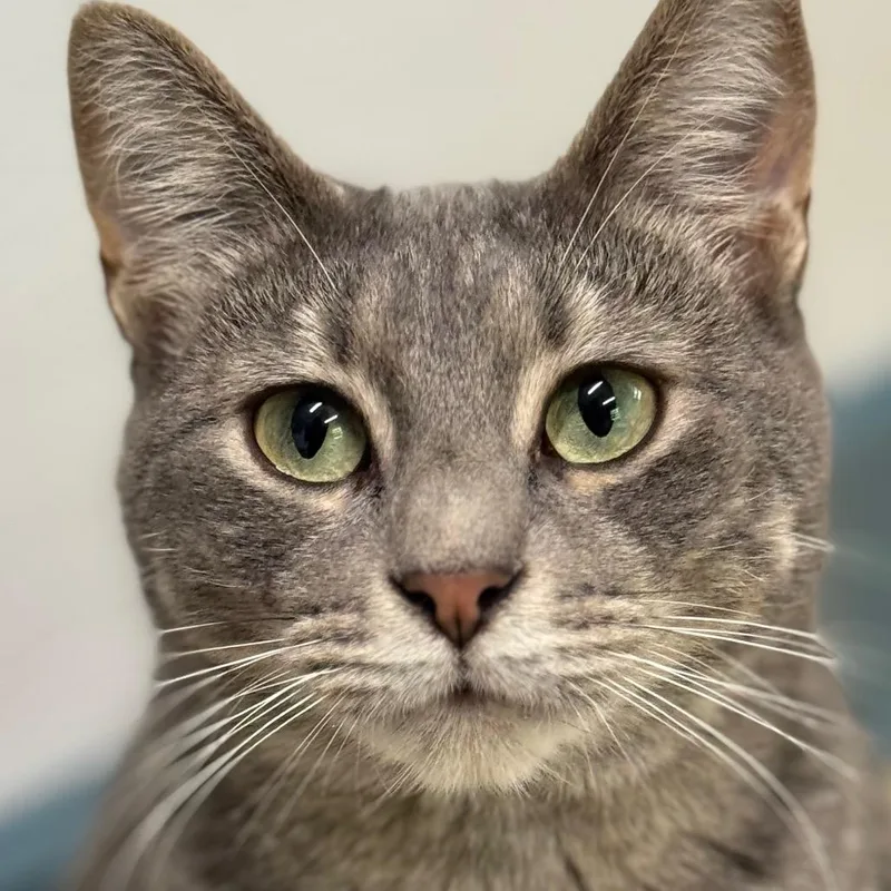 An adult medium-sized female Gray / Blue / Silver Domestic Short Hair cat named Twiggy for adoption in Decatur, GA