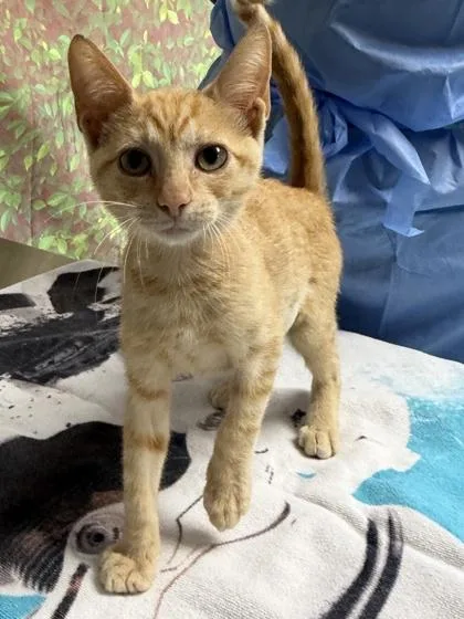 A young small-sized female Domestic Short Hair cat named Clarissa for adoption in San Antonio, TX