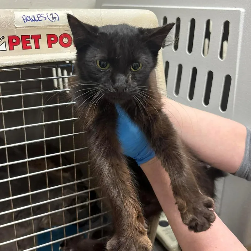 A young small-sized female Black Domestic Short Hair cat named SVASStray for adoption in Lyndhurst, VA