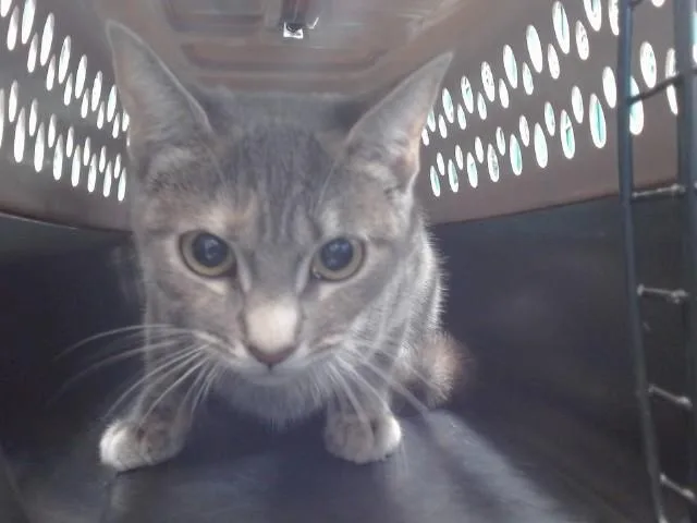 A young medium-sized female Domestic Short Hair cat named Nala for adoption in Downey, CA