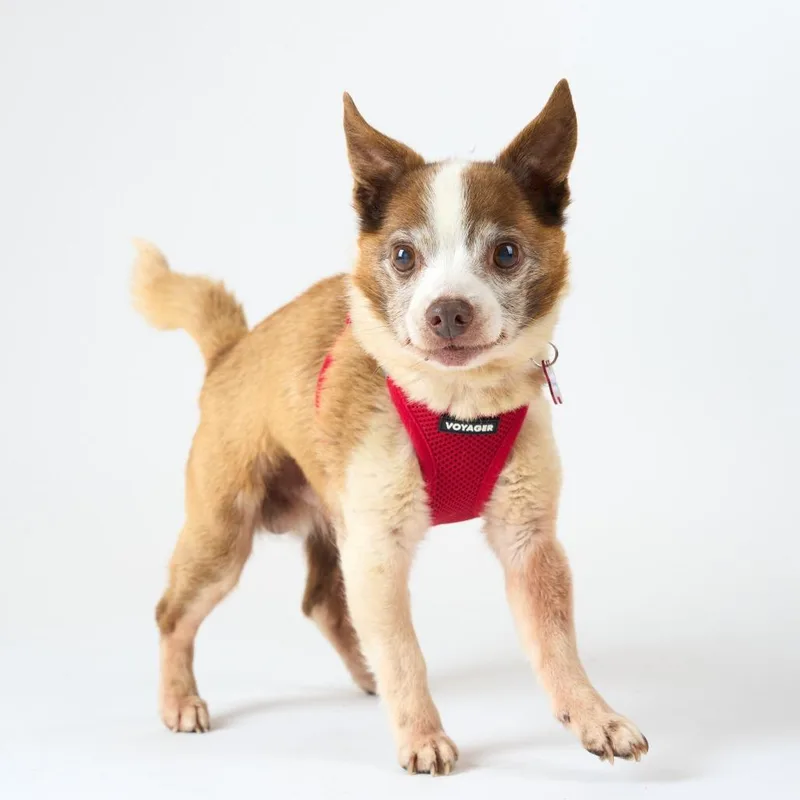 A senior small-sized male Red / Chestnut / Orange Chihuahua dog named Blue Ridge for adoption in San Francisco, CA