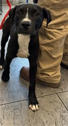 An adult small-sized female Mixed Breed dog named Doe for adoption in Los Angeles, CA