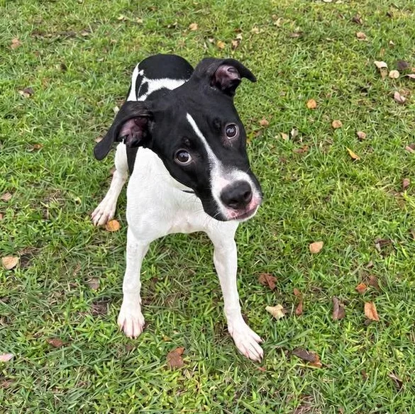 A baby medium-sized male Bulldog dog named Eclipse for adoption in Valdosta, GA