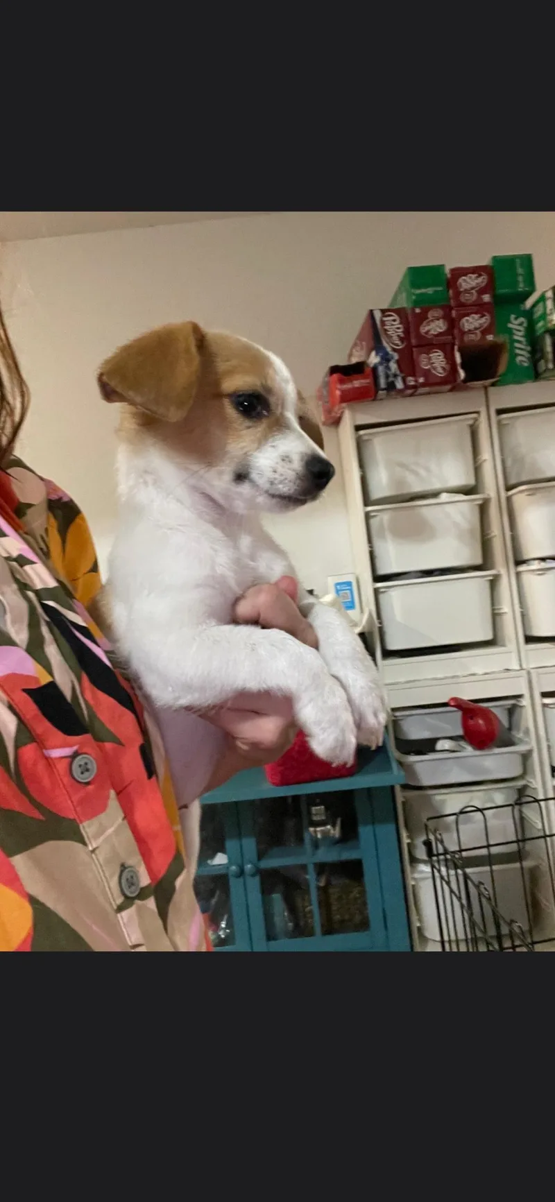 A baby small-sized male Beagle dog named Freckles for adoption in Plano, TX