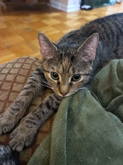 A young medium-sized female Domestic Short Hair cat named Sawm for adoption in Washington, DC