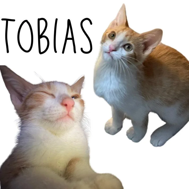 Tobias