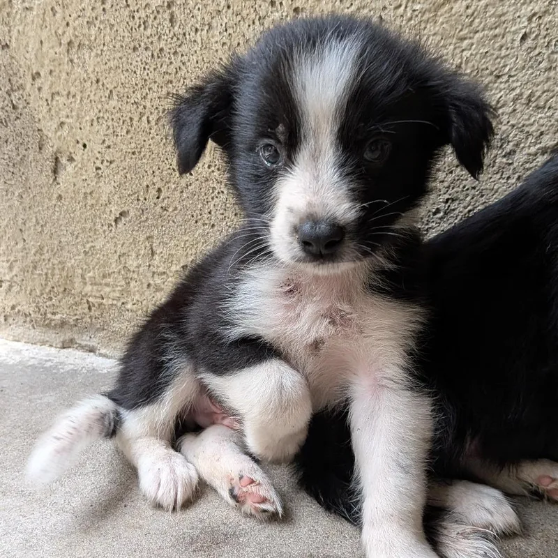 A baby medium-sized male Black Husky dog named SSeth for adoption in Tulsa, OK