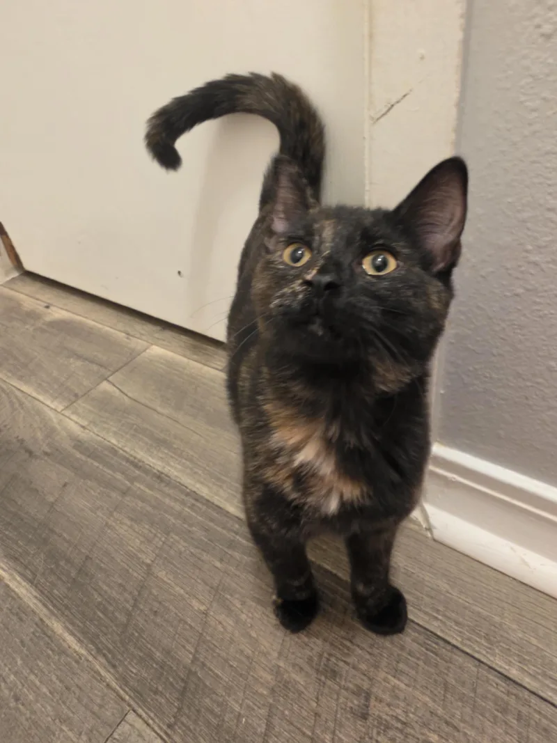 A baby medium-sized female Tortoiseshell Domestic Short Hair cat named Lisa for adoption in Pocatello, ID