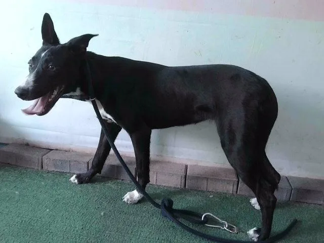 A young large-sized female Australian Kelpie dog named June for adoption in Baldwin Park, CA