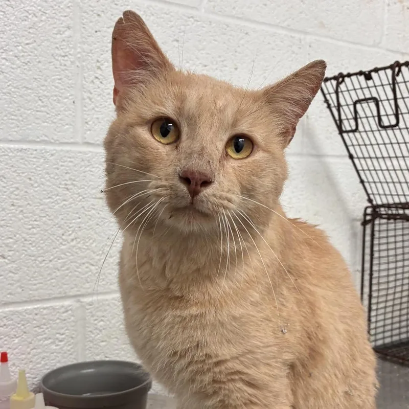 A senior large-sized male Domestic Short Hair cat named Senor Orange for adoption in Edinburg, TX