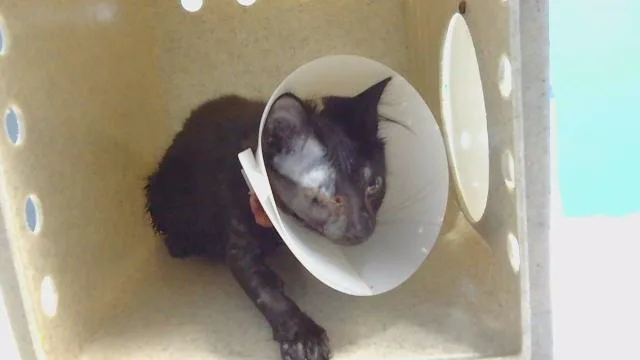 A baby small-sized male Domestic Short Hair cat named Isaac for adoption in Gardena, CA