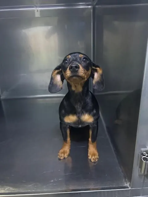 A baby small-sized female Dachshund dog named A for adoption in Baldwin Park, CA